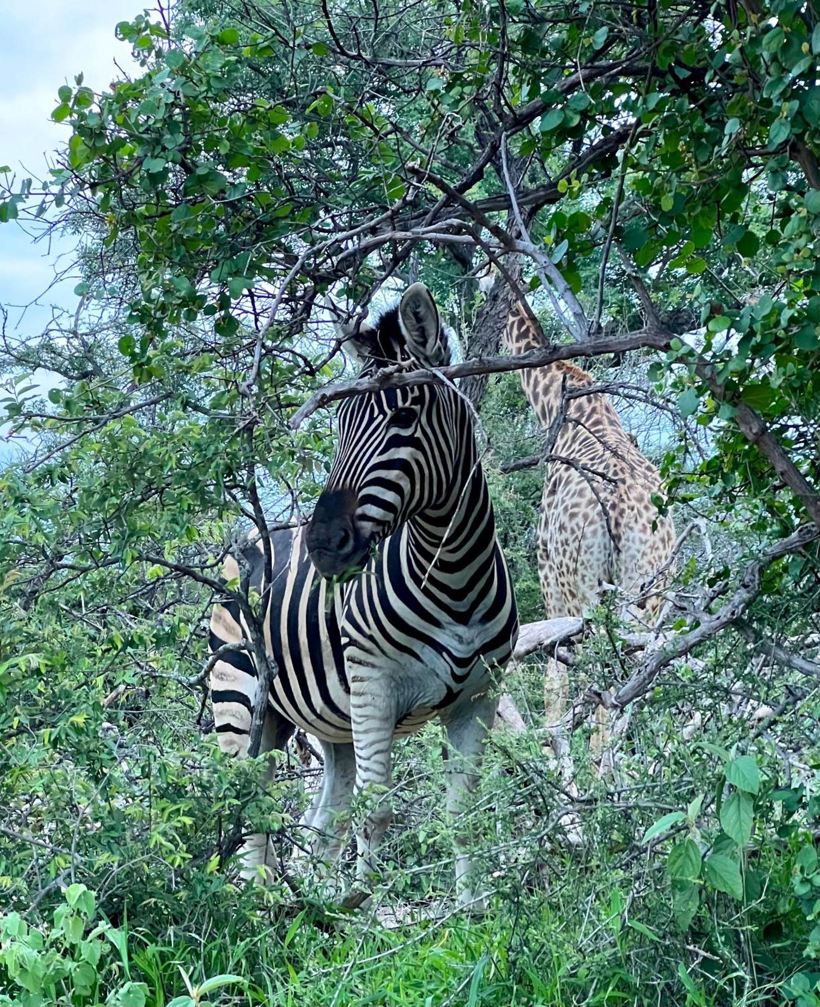 The Bush Hut Villa Hoedspruit Bagian luar foto