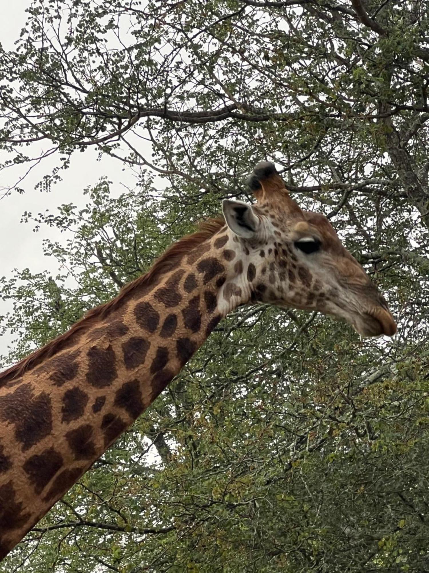 The Bush Hut Villa Hoedspruit Bagian luar foto
