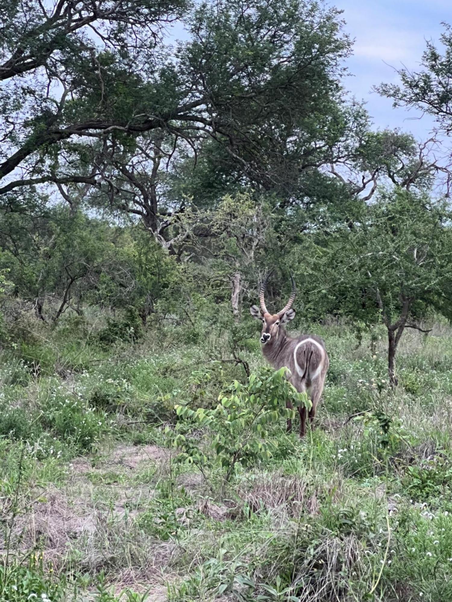 The Bush Hut Villa Hoedspruit Bagian luar foto